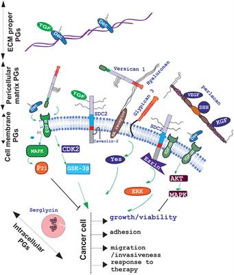 Proteoglycans—Biomarkers and Targets in Cancer Therapy